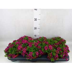 Calibrachoa  'Cabaret Good N Kiss'