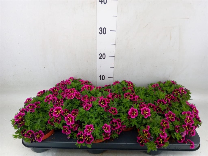 <h4>Calibrachoa  'Cabaret Good N Kiss'</h4>