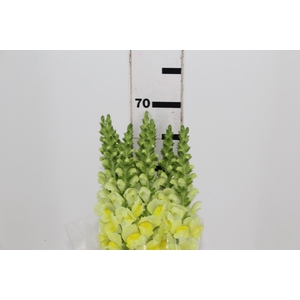 BOCA DE LEAO POTOMAC EARLY YELLOW 070 CM