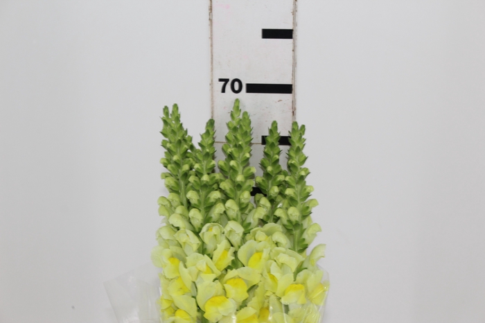 <h4>BOCA DE LEAO POTOMAC EARLY YELLOW 070 CM</h4>