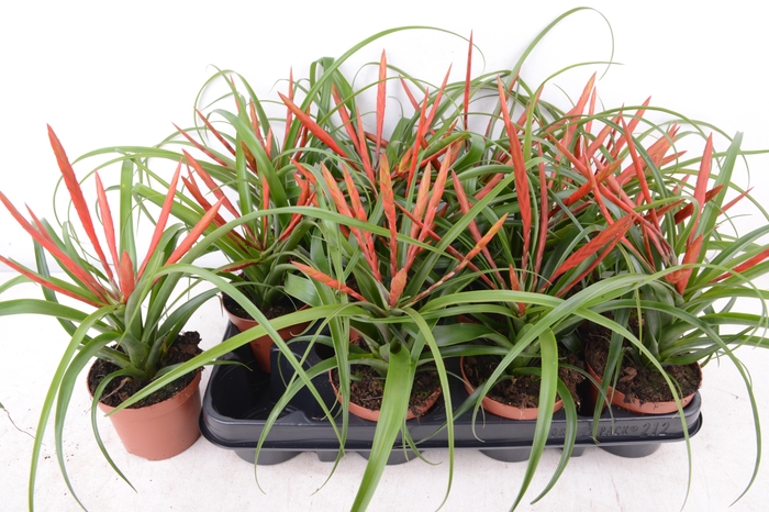 <h4>TILL FLABELLAT</h4>