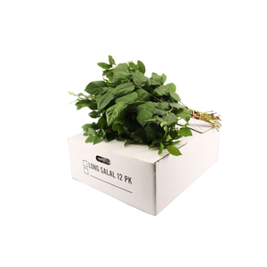 Salal Long X12