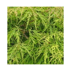 Acer palmatum