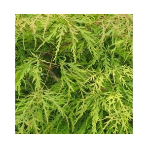 Acer palmatum