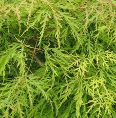 <h4>Acer palmatum</h4>