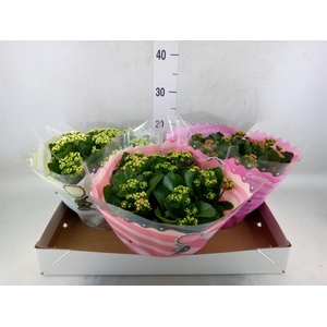 Kalanchoe blos.   ..rosebud mix  5