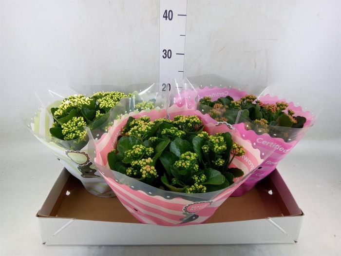 <h4>Kalanchoe blos.   ..rosebud mix  5</h4>