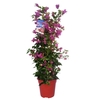 BOUGAINV ALEXANDRA