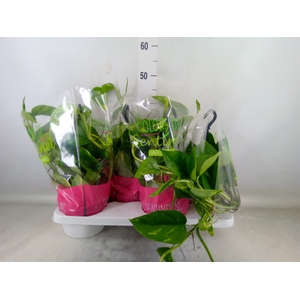 Epipremnum pinn.   HG