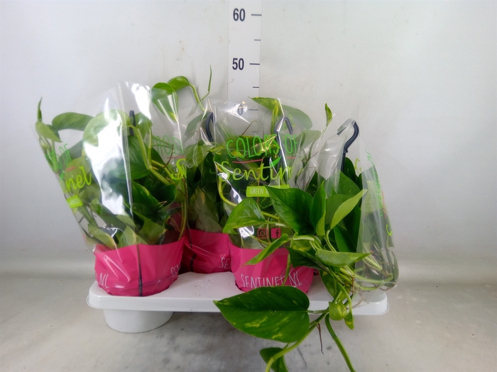 <h4>Epipremnum pinn.   HG</h4>