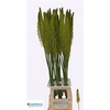 Eremurus Stenophyllu