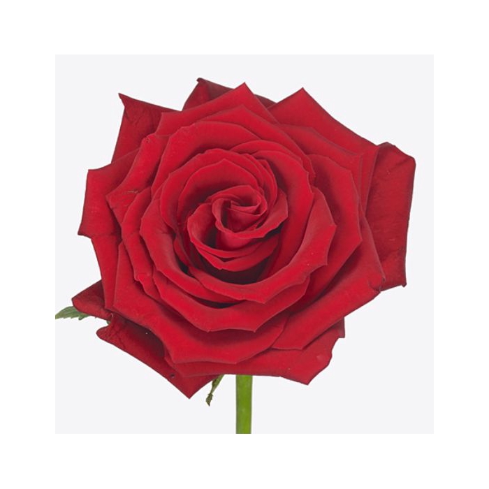 <h4>Rosa Red Bentley</h4>