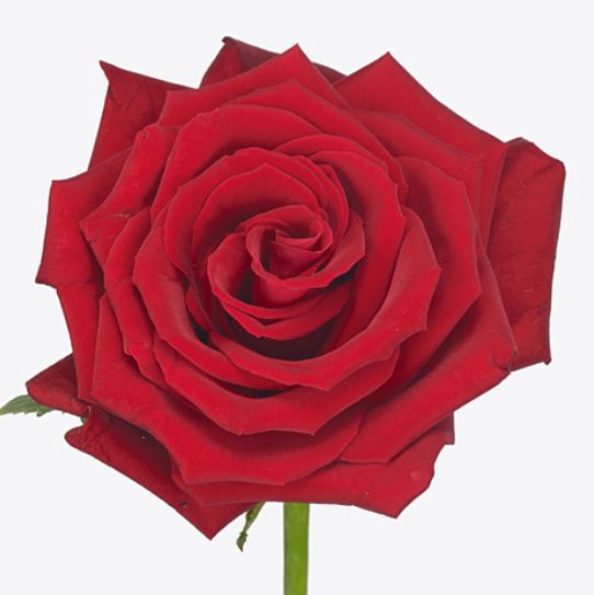 Rosa Red Bentley