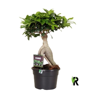 Ficus Mi Overig bonsai FGP1740
