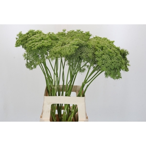 Ammi Visnaga Green Mist