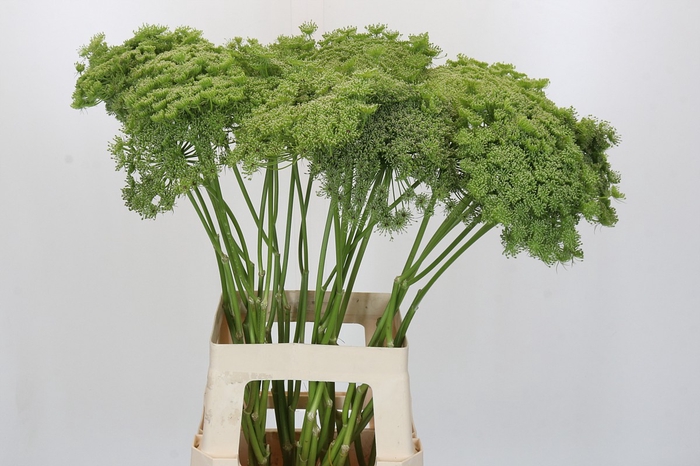 <h4>Ammi Visnaga Green Mist</h4>