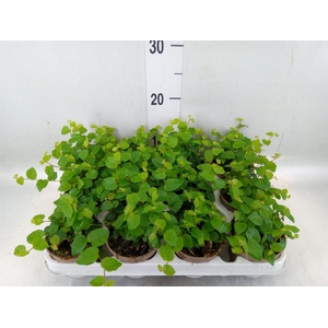 Ficus pumila 'Sunny Green'