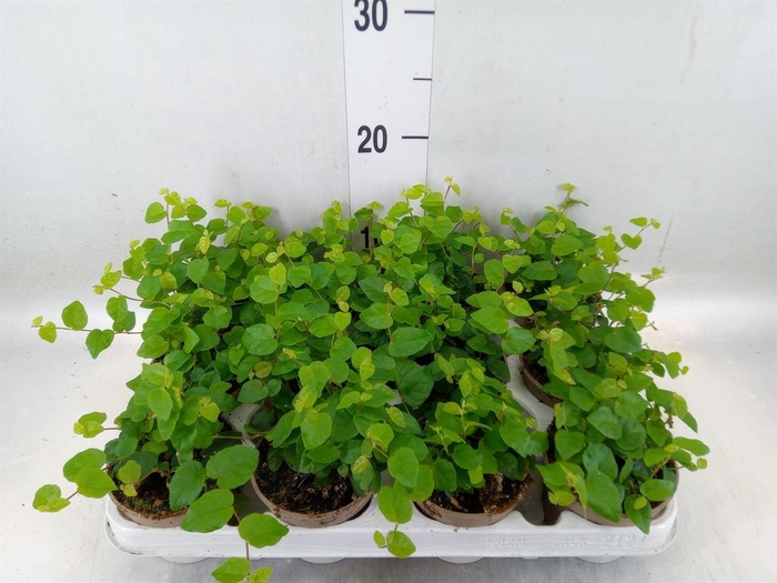 <h4>Ficus pumila 'Sunny Green'</h4>