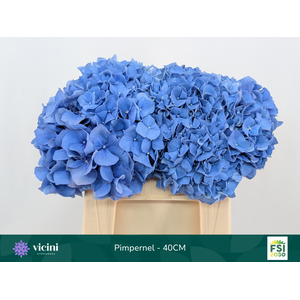 Hydr Pimpernel 40 cm Vicini
