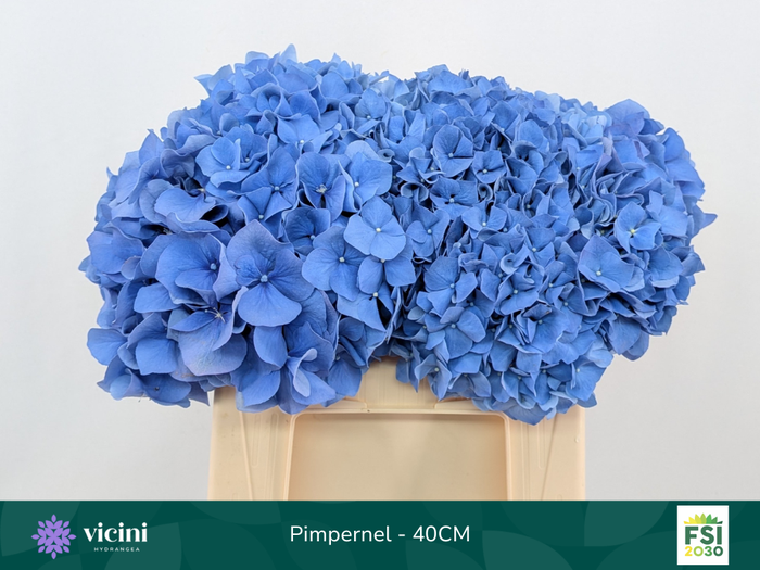<h4>Hydr Pimpernel 40 cm Vicini</h4>