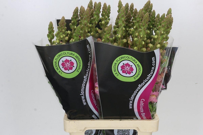 <h4>Antirrhinum Potomac Early Pink</h4>