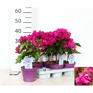 BOUGAINV VERA D P IM