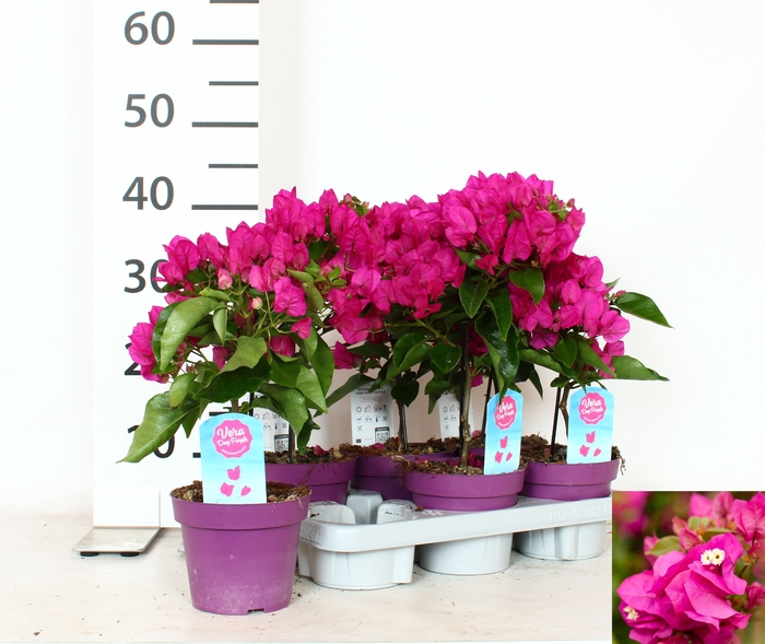 <h4>BOUGAINV VERA D P IM</h4>