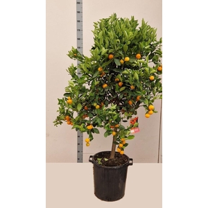 CITR MICROCARPA