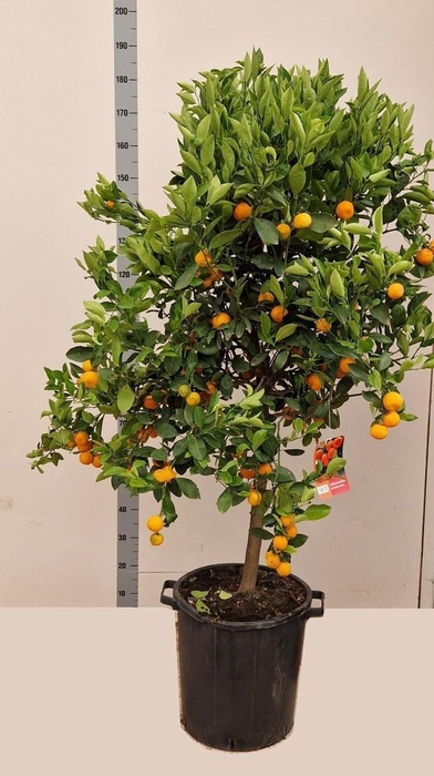 <h4>CITR MICROCARPA</h4>