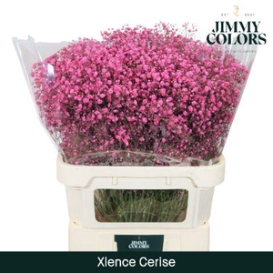 Gyps Xlence L80 Cerise