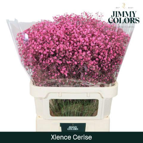 <h4>Gyps Xlence L80 Cerise</h4>