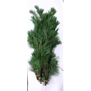 Pinus 5kg Bundel