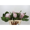Protea Cynaroides