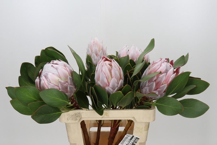 Protea Cynaroides
