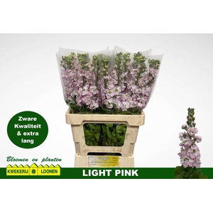 MATTH MILLA LIGHT PI