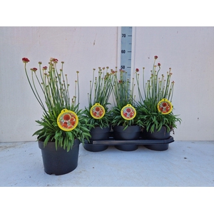 ARME PS BALLERIN RED