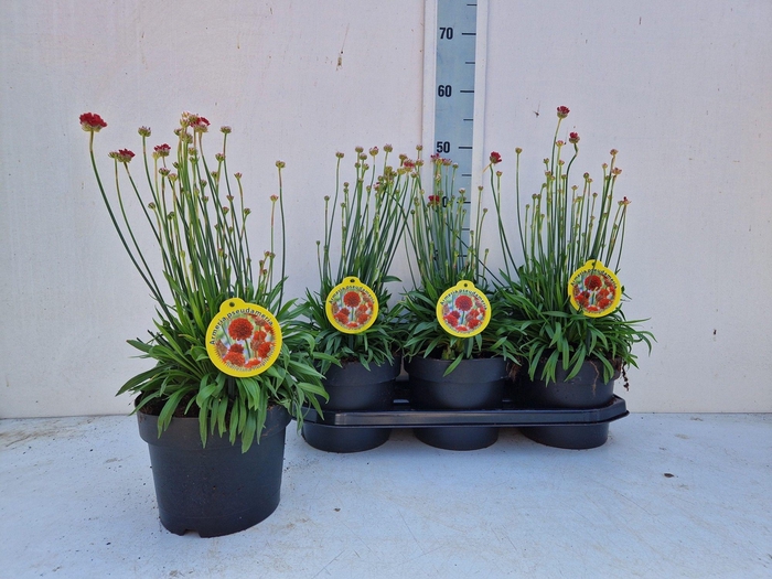 <h4>ARME PS BALLERIN RED</h4>