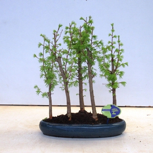 Pseudolarix forest- group 5 stem