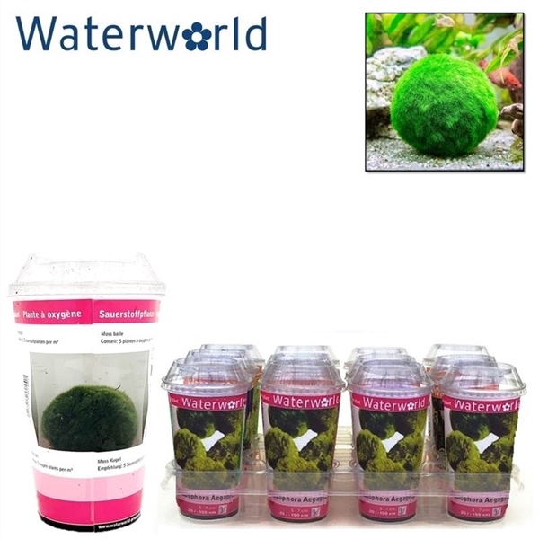 <h4>Chladoflora aegagrophilia beker - marimo - mosbal / mosbol</h4>