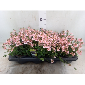 Diascia   ...
