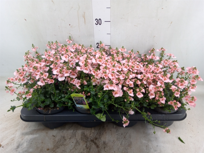 <h4>Diascia   ...</h4>