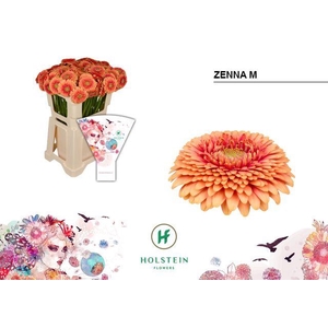 Germini Pomponi Zenna M Water