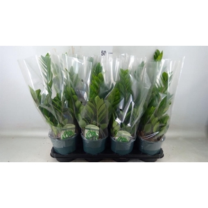 Zamioculcas zamiifolia