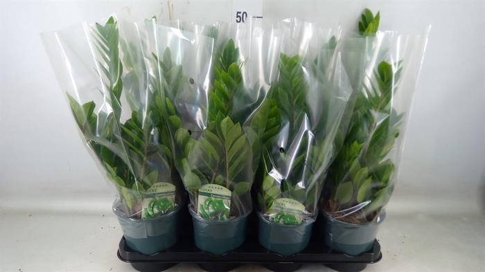 <h4>Zamioculcas zamiifolia</h4>