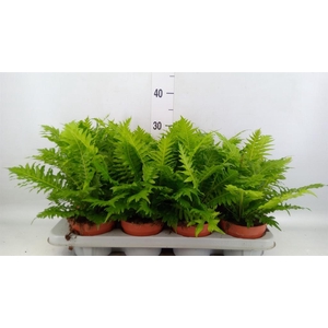 Blechnum gibbum 'Silver Lady'
