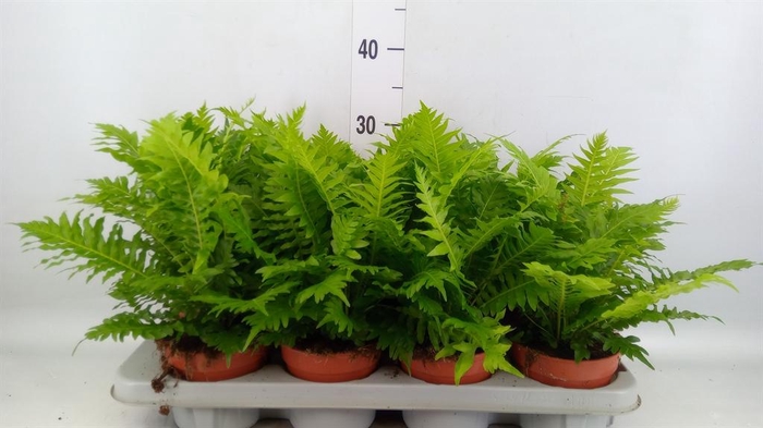 <h4>Blechnum gibbum 'Silver Lady'</h4>