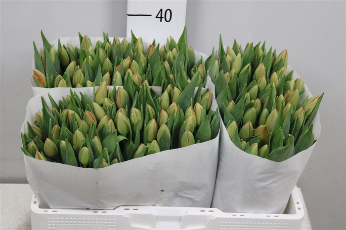 <h4>Tu En Delta Storm</h4>