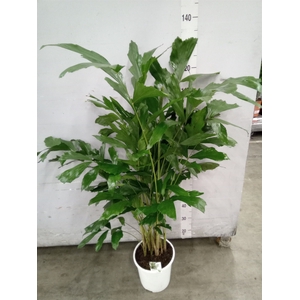 Caryota mitis