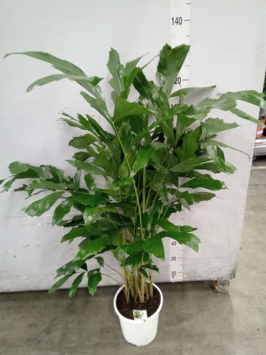 <h4>Caryota mitis</h4>