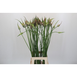 Allium Mystic Merlin